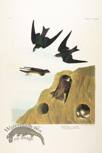 Bank Swallow